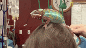 nat geo wild pets GIF by Dr. K's Exotic Animal ER