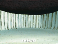 season 5 episode 3 GIF by SpongeBob SquarePants