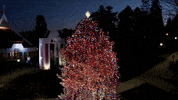 Christmas Tree GIF by fairfieldu