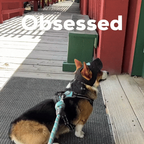 Dog Corgi GIF