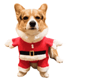 Corgi Milo GIF