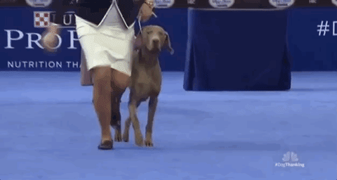 national dog show 2018 GIF by NBC