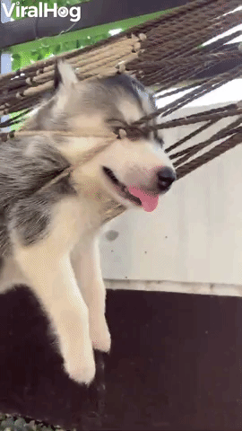 Husky Puppy Hangs Comfortably in Hammock