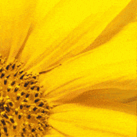 Flower Power Sunflower GIF by TeaCosyFolk