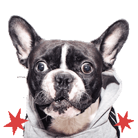 Shocked French Bulldog Sticker by Oscar The Frenchie