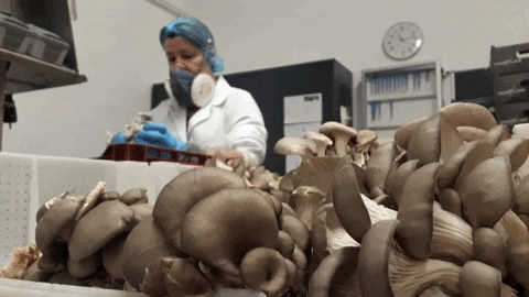 lisamacineiras giphygifmaker GIF