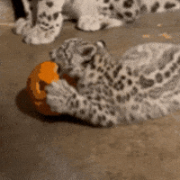 Snow Leopard Baby GIF by John Ball Zoo