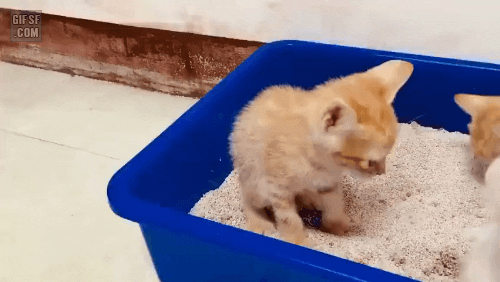 cuteanimalland giphyupload GIF