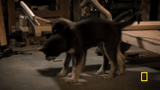GIF by National Geographic Channel