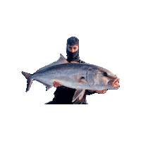 divateamfishing fishing tuna pesca amberjack Sticker