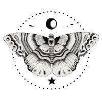 Night Fly Sticker