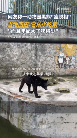 cuteanimalland giphyupload GIF