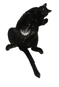 Black Cat Larry Sticker