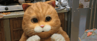 kitten oh stop GIF