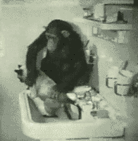 monkeys GIF