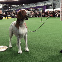 dog show dogs GIF by Westminster Kennel Club