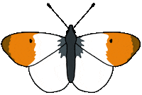 Creepy Crawlies Butterfly Sticker