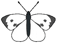 Creepy Crawlies Spring Sticker