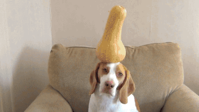dog fruit GIF