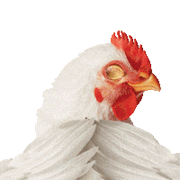 Chicken Please Sticker by Bachoco