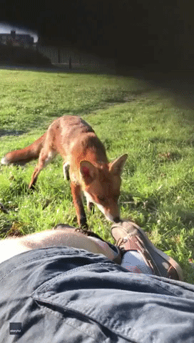 Man Surprised by Friendly Fox While Reading Under Tree in England