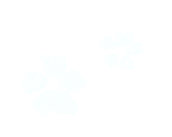 hs-movies flower japan sakura 白 Sticker