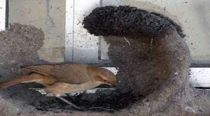 mud GIF