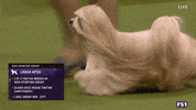Dogs GIF by Westminster Kennel Club