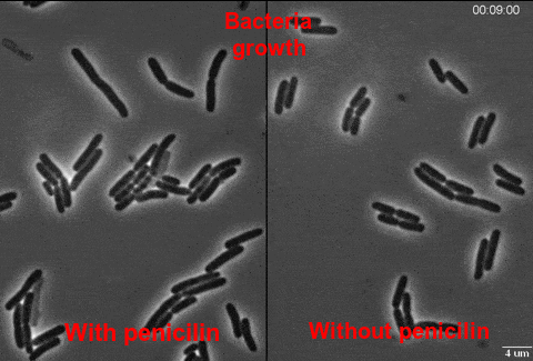 bacteria GIF