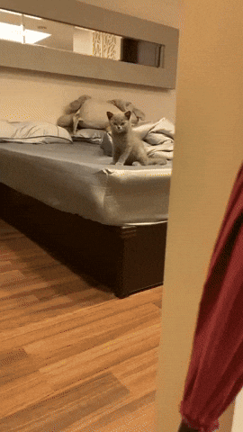 cuteanimalland giphyupload GIF