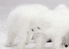 Kate Spade Dog GIF by kate spade new york