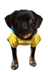 brussels griffon dog Sticker by MISO PUP