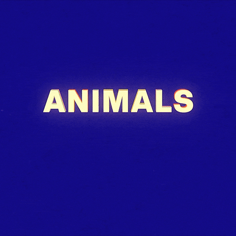 Animal Rights GIF by PETA