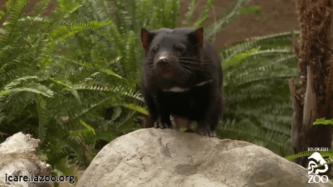Endangered Species Australia GIF by Los Angeles Zoo