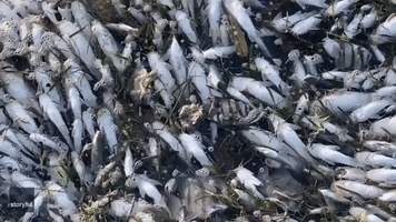 Cold-Stunned Fish Wash Up Dead in Port Aransas, Texas