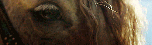 horse GIF