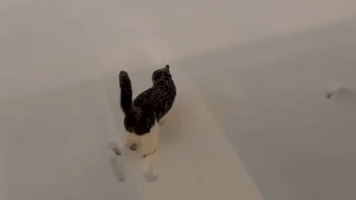 Denver Kitty Can't Wait to Get Back Inside as Winter Weather Grips Central Colorado