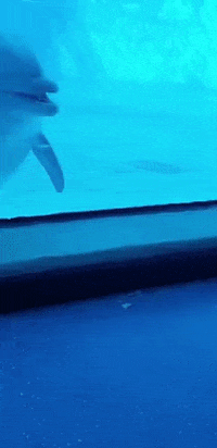 cuteanimalland giphyupload GIF