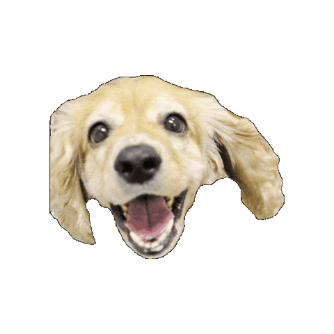 Campcocker2025 Sticker by Camp Cocker Rescue