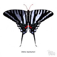 rikkipaepke fly flying butterfly wings GIF