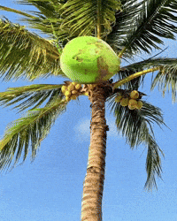 Donald Trump GIF by Respective