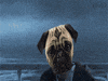 dog side GIF