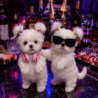 Dog Puppy GIF