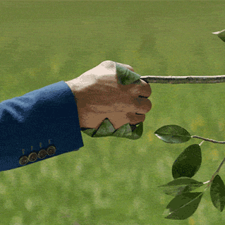 grafting a tree