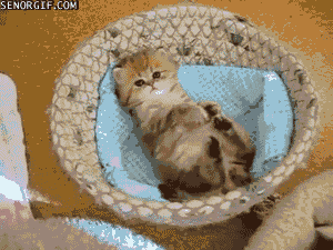 cat cutie GIF by Cheezburger