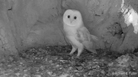 cuteanimalland giphyupload GIF