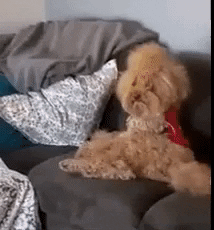 Venedas giphyupload GIF