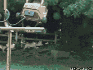 dog playing GIF by Cheezburger