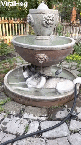 Husky Stays Cool in Flowing Fountain