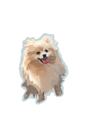 Dog Pomeranian Sticker
